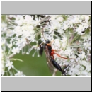 Apechthis compunctor - Schlupfwespe w02b 14mm - OS-Hellern Wiese det06.jpg